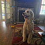 dog, curly_hair, pet, living_room, rug, toy, fireplace, television, window, wooden_floor, natural_light, furniture, remote_control, decor, happy, indoor, home, sitting, tongue_out, cozy