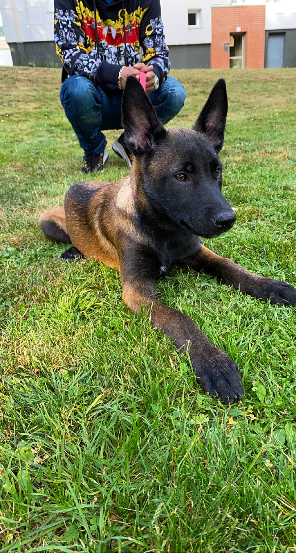 Faya a rejoint le concours — aidez-le/la à gagner de superbes lots ! canidae, carnivore, companion_dog, dog, dog_breed, east_european_shepherd, german_shepherd_dog, grass, guard_dog, herding_dog, hunting_dog, law_enforcement, lawn, plant, sporting_group, vehicle, working_animal, working_dog