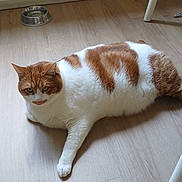 Pablo participe au concours pour gagner de l'argent avec cette photo : animal, calm, cat, chubby, cute, domestic_animal, feline, flooring, food_bowl, fur, household, indoor, lying_down, orange_and_white, pet, relaxed, resting, whiskers, white_furniture, wooden_floor