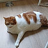 animal, calm, cat, chubby, cute, domestic_animal, feline, flooring, food_bowl, fur, household, indoor, lying_down, orange_and_white, pet, relaxed, resting, whiskers, white_furniture, wooden_floor