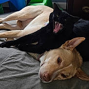 Luna is registered to the contest to win money with this photo: dog, cat, black_cat, tan_dog, lying_down, yawning_cat, pets, indoor, bed, cozy, relaxed, animal_companions, fur, ears, mouth_open, resting, cute, domestic_animals, sleepy_dog, playful_cat