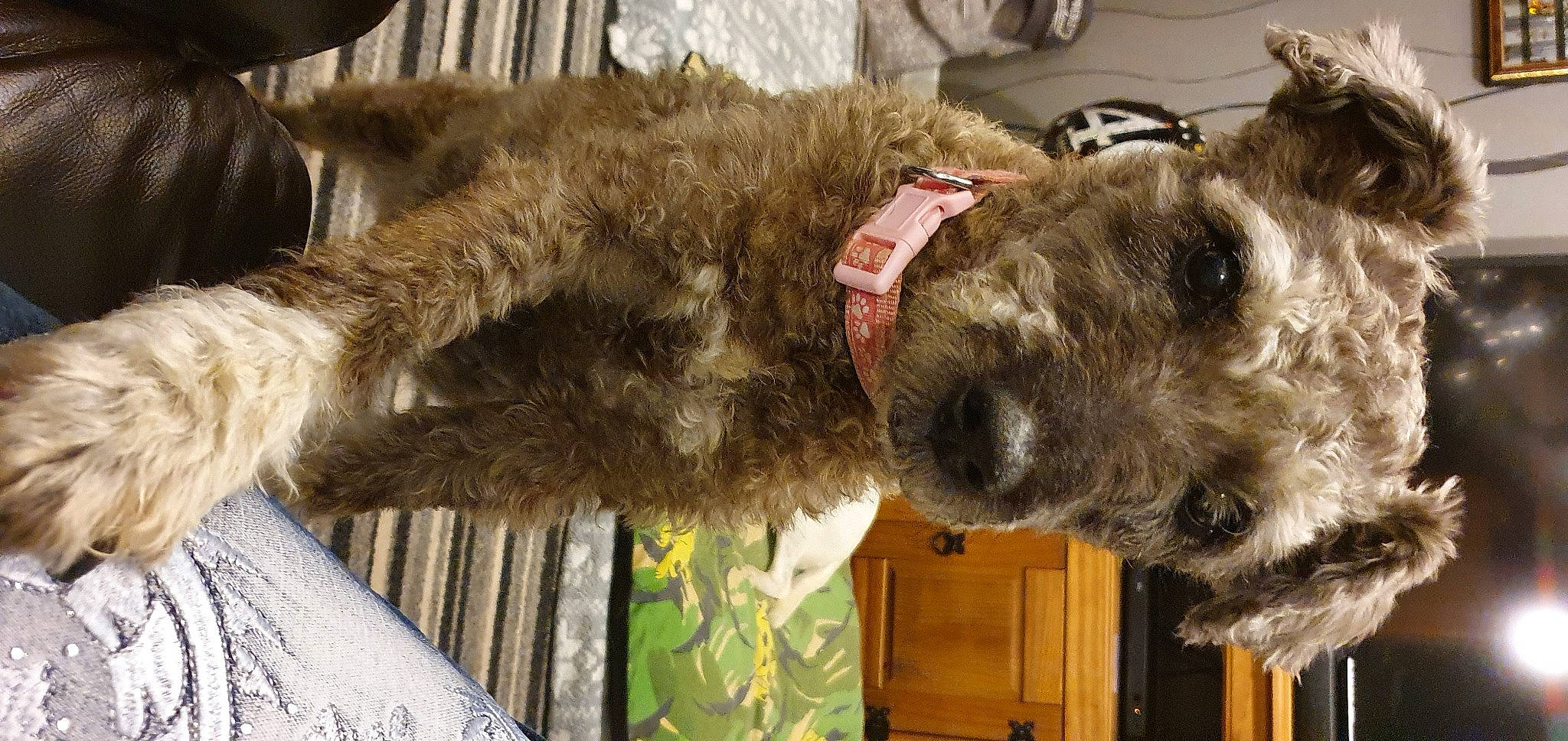 Rio joined the competition — help win amazing prizes! airedale_terrier, canidae, carnivore, cesky_terrier, dog, dog_breed, glen_of_imaal_terrier, irish_soft_coated_wheaten_terrier, irish_wolfhound, mammal, miniature_schnauzer, pumi, rare_breed_dog, schnauzer, snout, sporting_group, sporting_lucas_terrier, terrier