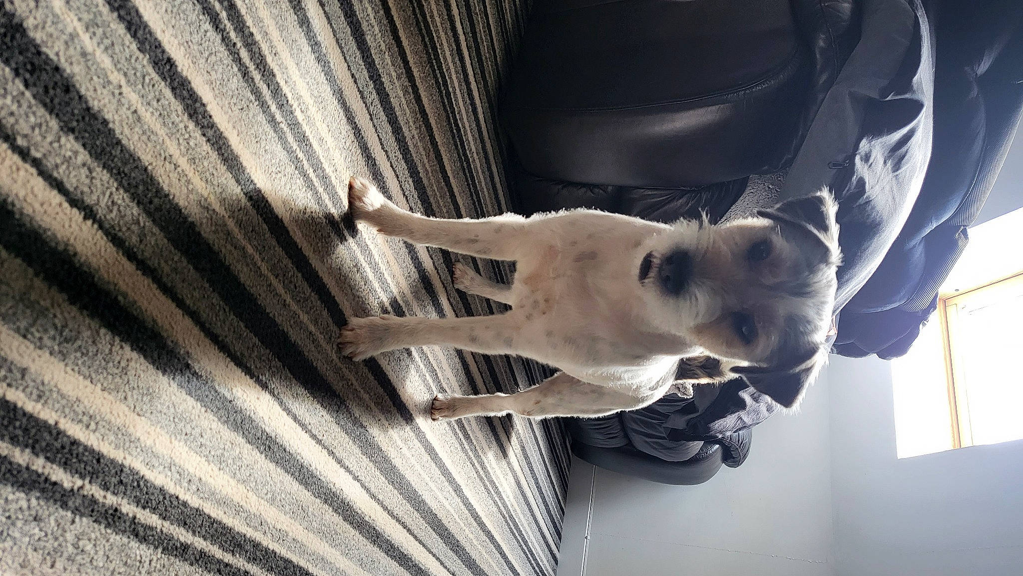 Thor joined the competition — help win amazing prizes! canidae, carnivore, collar, comfort, companion_dog, dog, dog_breed, dog_collar, door, fawn, gesture, monochrome, monochrome_photography, snout, sporting_group, stairs, tints_and_shades, window, wood, working_animal