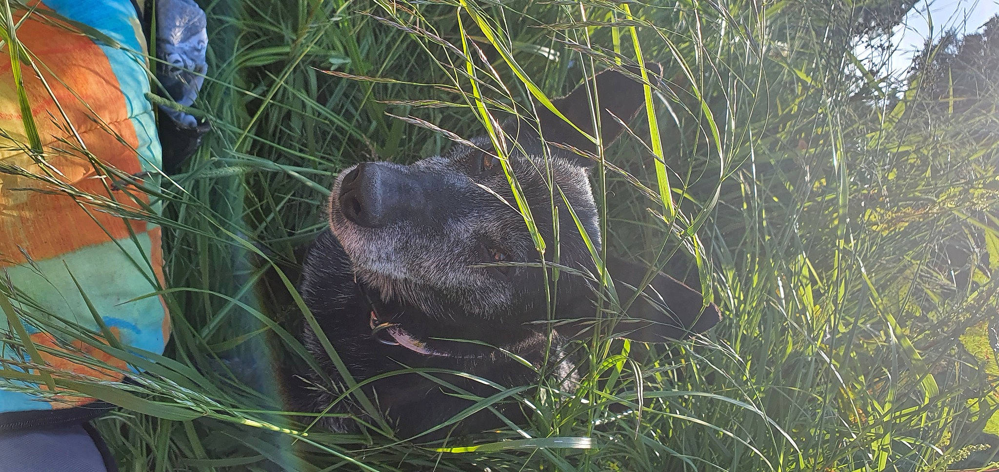 Toby joined the competition — help win amazing prizes! adaptation, beaver, grass, marsupial, organism, plant, terrestrial_animal, wildlife, wombat