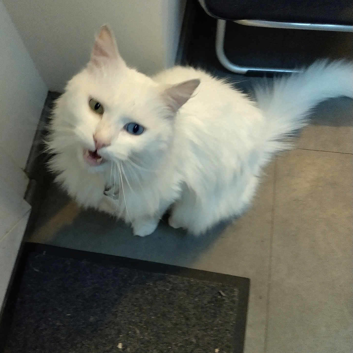 Miaouss a rejoint le concours — aidez-le/la à gagner de superbes lots ! abyssinian, accessories, angora, animal, blackboard, canine, cat, dog, eskimodog, kitten, leash, manx, mat, pet, road, siamese, slate, strap, tarmac, wood