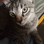 Pippin is registered to the contest to win money with this photo: animal, blur, cat, close_up, cute, domestic_animal, ear, fabric, feline, fur, green_eyes, indoor, looking, mammal, paw, pet, resting, tabby_cat, texture, whiskers