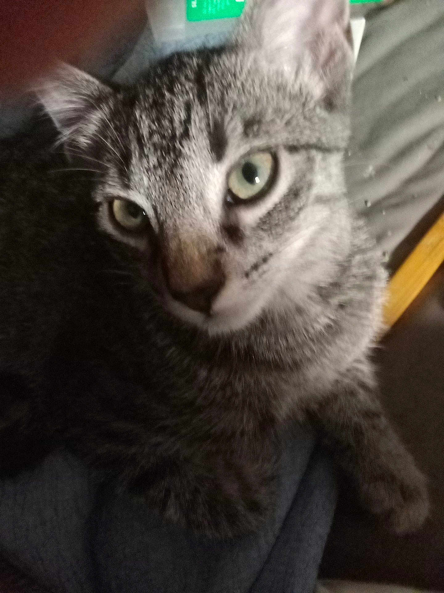 Pippin