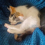 Imogen is registered to the contest to win money with this photo: animal, blue_blanket, brown_spots, cat, cozy, cute, domestic_animal, furry, indoor, kitten, nap, paw, pet, relaxing, resting, sleeping, small, soft_texture, tail, white_fur