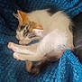 animal, blue_blanket, brown_spots, cat, cozy, cute, domestic_animal, furry, indoor, kitten, nap, paw, pet, relaxing, resting, sleeping, small, soft_texture, tail, white_fur