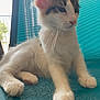 Imogen is registered to the contest to win money with this photo: animal, balcony, cat, chair, close_up, cute, daylight, domestic_animal, feline, fur, indoor, mesh, paw, pet, relaxed, resting, tabby, whiskers, white_fur, window