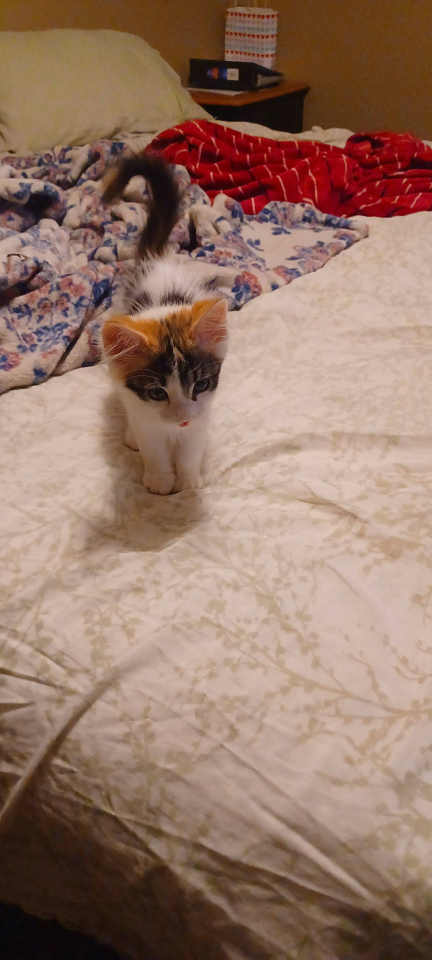 animal, bed, blanket, calico, cat, cozy, curious, cute, domestic, feline, fur, indoor, kitten, pattern, pet, rest, small, soft, tail, young