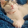Imogen is registered to the contest to win money with this photo: adorable, animal, blanket, blue, cat, closeup, collar, cozy, cute, feline, fur, indoor, kitten, nap, paw, pet, relaxed, sleeping, soft, whiskers