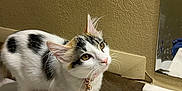 Imogen is registered to the contest to win money with this photo: animal, bathroom, calico, cat, collar, curious, cute, domestic, feline, fur, indoor, mirror, perched, pet, small, texture, toilet, wall, whiskers, white