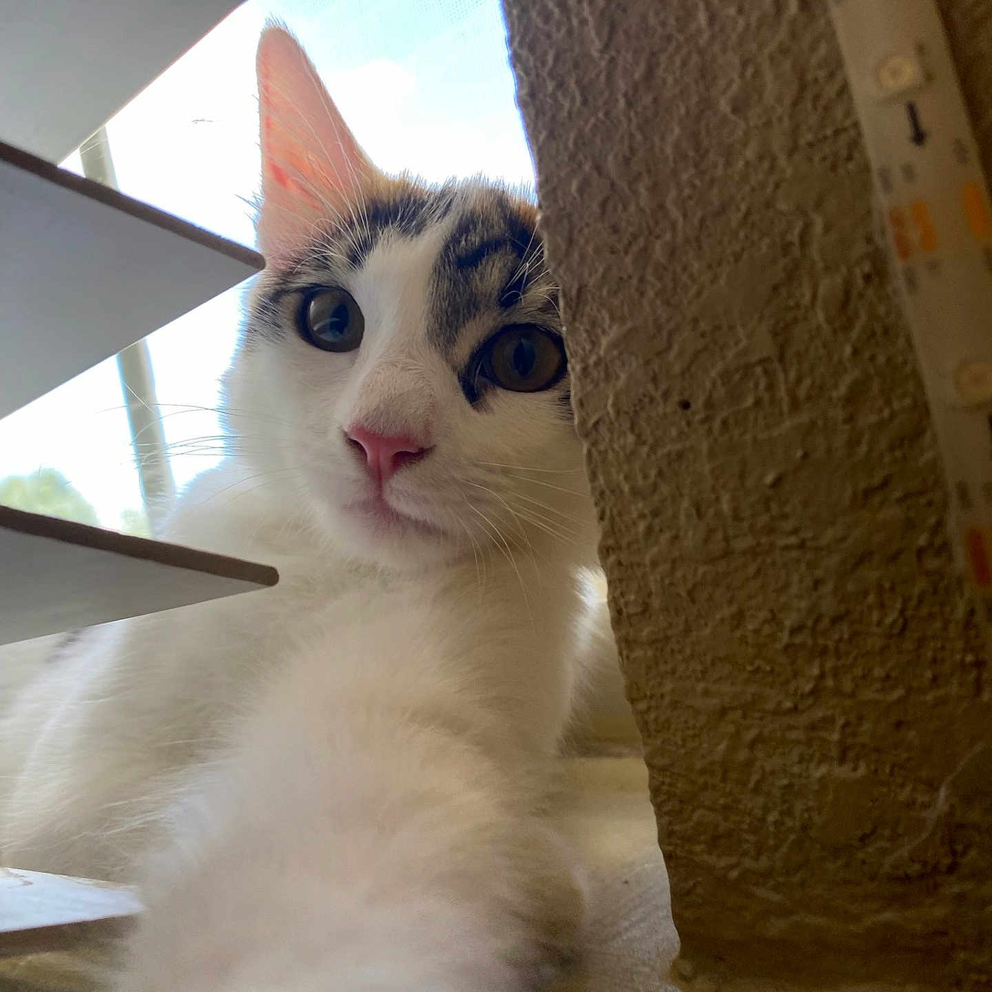 Imogen joined the competition — help win amazing prizes! animal, cat, close_up, curious, domestic_cat, eyes, feline, indoor, looking, natural_light, paw, pet, pink_nose, soft_light, tabby_markings, texture, wall, whiskers, white_fur, window_blinds