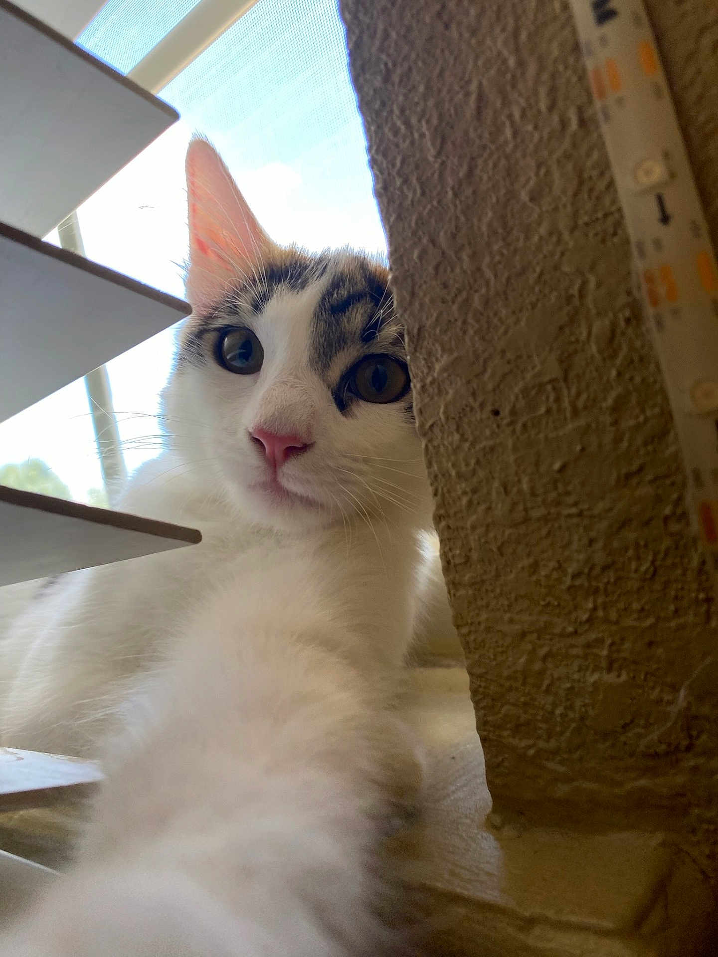 Imogen joined the competition — help win amazing prizes! animal, cat, close_up, curious, domestic_cat, eyes, feline, indoor, looking, natural_light, paw, pet, pink_nose, soft_light, tabby_markings, texture, wall, whiskers, white_fur, window_blinds