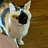 cat, calico_cat, wooden_floor, indoor, pet, animal, fur, whiskers, ears, leg, human, domestic, mammal, standing, looking_away, closeup, side_view, flooring, brown, white