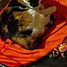 cat, calico_cat, animal, pet, feline, sleeping, blanket, orange, cage, resting, fur, whiskers, indoor, cozy, paw, comfort, quiet, domestic, cute, relaxed