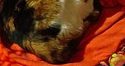 Thelma is registered to the contest to win money with this photo: cat, calico_cat, blanket, orange_blanket, cage, pet, animal, feline, resting, indoor, fur, whiskers, ears, paw, sleeping, cozy, comfort, domestic, cute, quiet