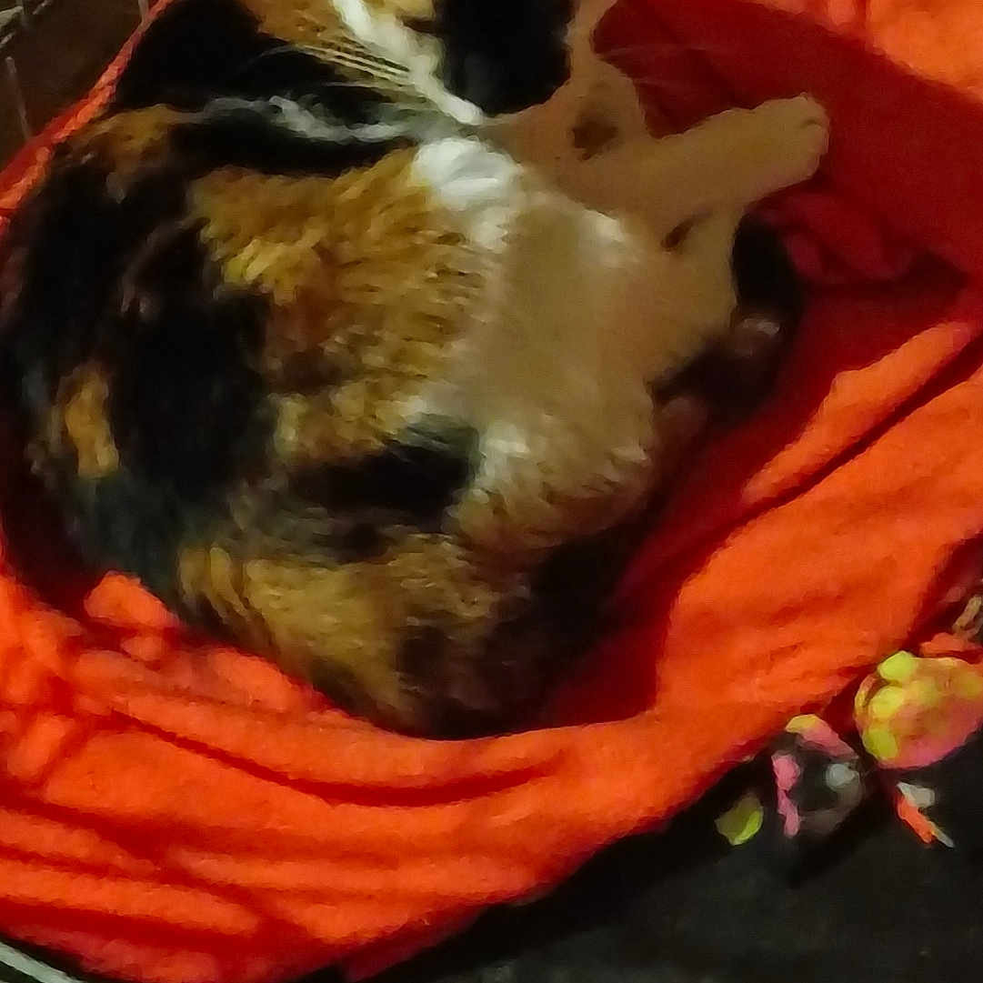 Thelma