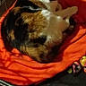calico_cat, cat, pet, animal, orange_blanket, crate, indoor, fur, sleepy, resting, cozy, paw, whiskers, close_up, domestic_cat, feline, cute, soft, relaxed, cage