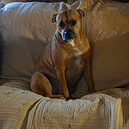 Kimba joined the competition — help win amazing prizes! dog, canine, pet, sitting, couch, quilt, indoor, brown_coat, wooden_wall, portrait, animal, companion, relaxed, home, furniture, domestic, cute, quiet, resting, friendly