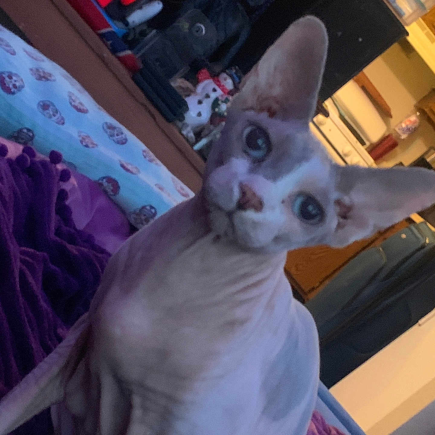 Kai joined the competition — help win amazing prizes! animal, bed, bedroom, blanket, canine, cat, cushion, dog, face, furniture, head, homedecor, indoors, interiordesign, person, pet, photography, portrait, purple, room