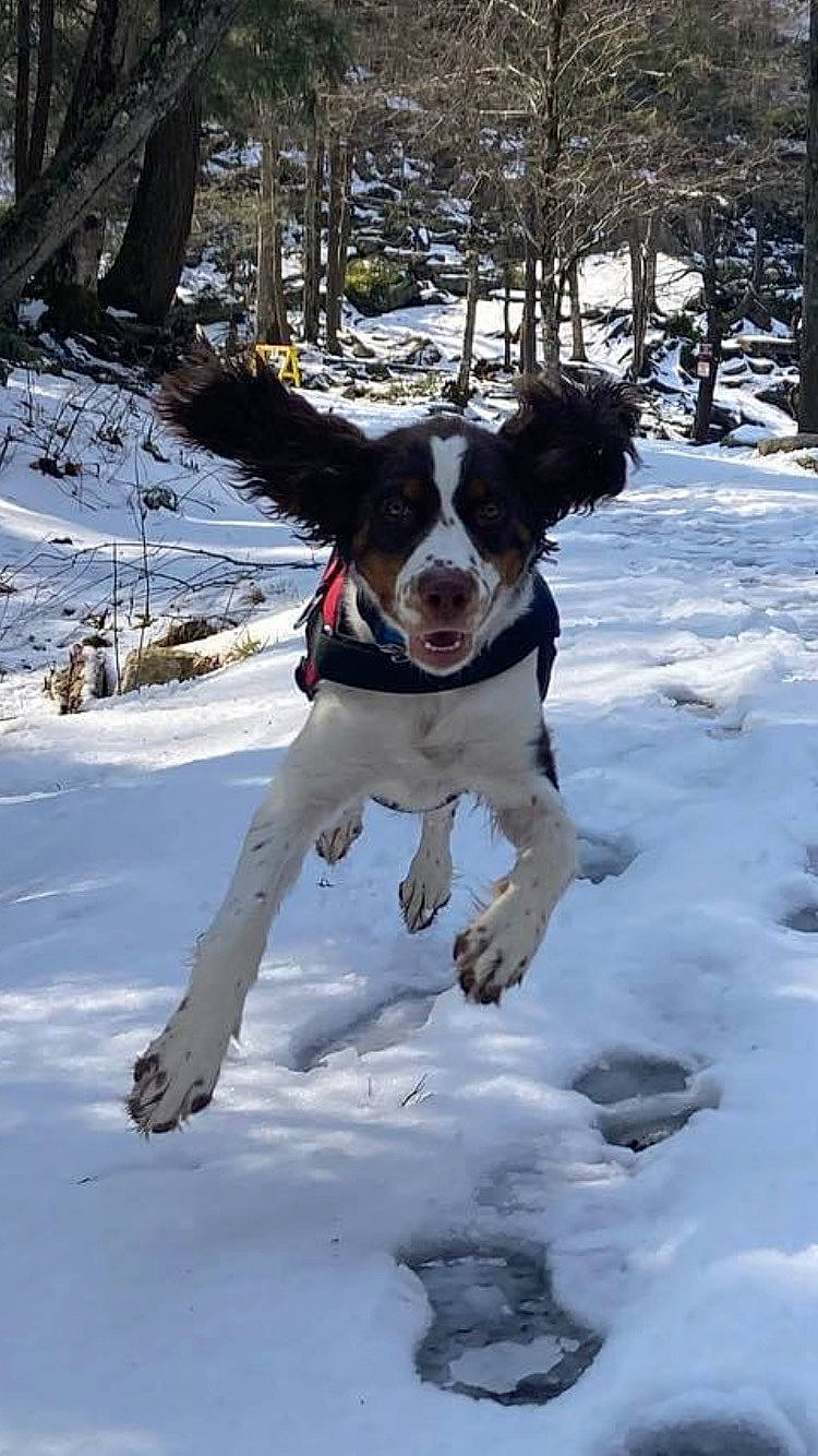 Carson is registered to the contest to win money with this photo: adventure, ball, canidae, carnivore, collar, companion_dog, dog, dog_breed, dog_collar, dog_supply, freezing, plant, playing_in_the_snow, recreation, snow, sporting_group, sports, tree, winter, working_dog