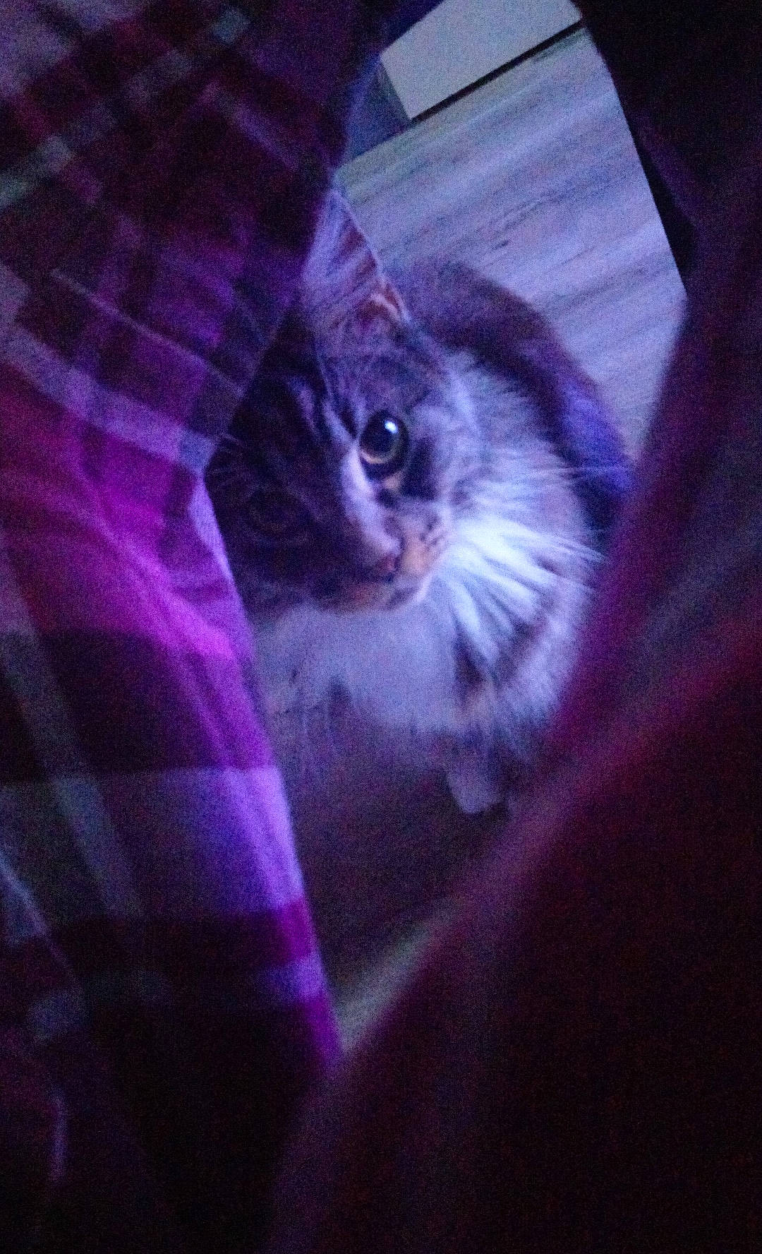 Opium participe au concours pour gagner de l'argent avec cette photo : carnivore, cat, fawn, felidae, kitten, purple, small_to_medium_sized_cats, snout, whiskers