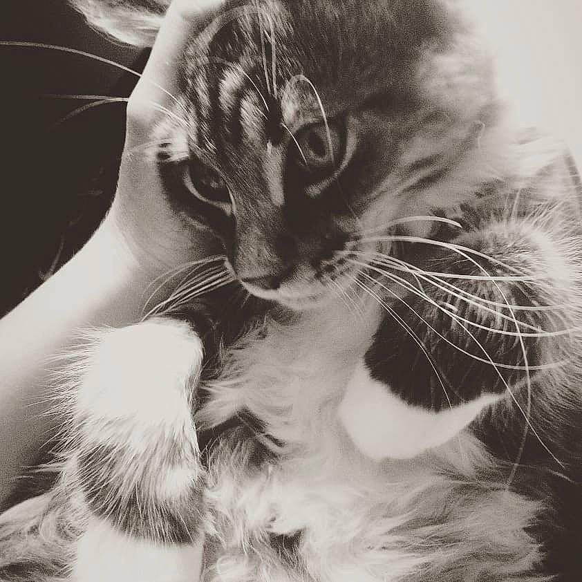 Opium participe au concours pour gagner de l'argent avec cette photo : asian, black_and_white, carnivore, cat, close_up, ear, eye, felidae, fur, kitten, monochrome, monochrome_photography, nose, paw, photography, polydactyl_cat, small_to_medium_sized_cats, snout, style, whiskers