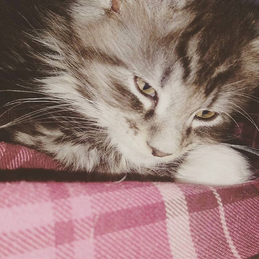 Opium participe au concours pour gagner de l'argent avec cette photo : american_curl, asian, carnivore, cat, domestic_long_haired_cat, domestic_short_haired_cat, european_shorthair, eye, felidae, fur, kitten, mammal, norwegian_forest_cat, small_to_medium_sized_cats, snout, tabby_cat, whiskers