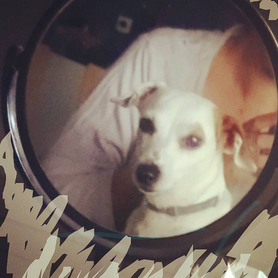 Eve a rejoint le concours — aidez-le/la à gagner de superbes lots ! canidae, carnivore, dog, dog_breed, ear, eye, jack_russell_terrier, non_sporting_group, nose, photography, puppy, puppy_love, square