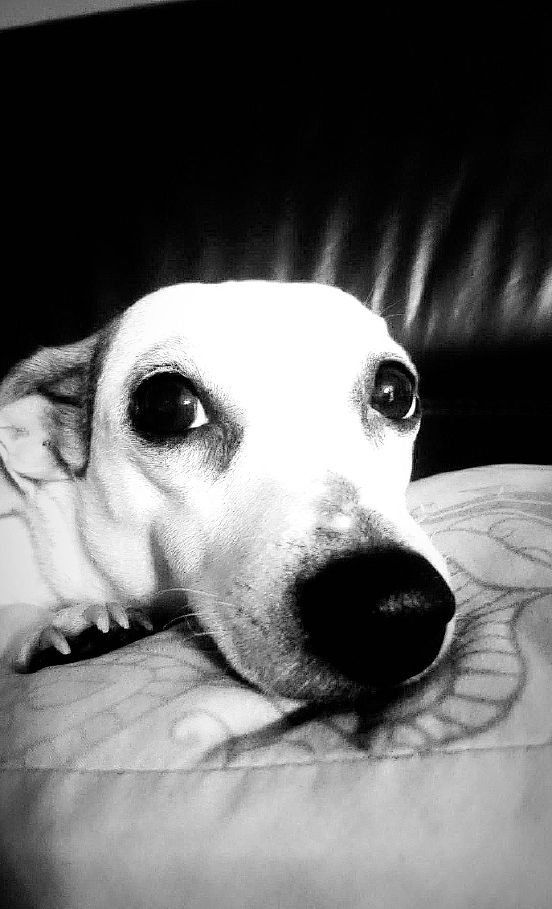 Eve participe au concours pour gagner de l'argent avec cette photo : black, black_and_white, canidae, carnivore, companion_dog, dog, dog_breed, eye, head, lurcher, mammal, monochrome, monochrome_photography, nose, photography, puppy, snout, vertebrate, whippet, whiskers