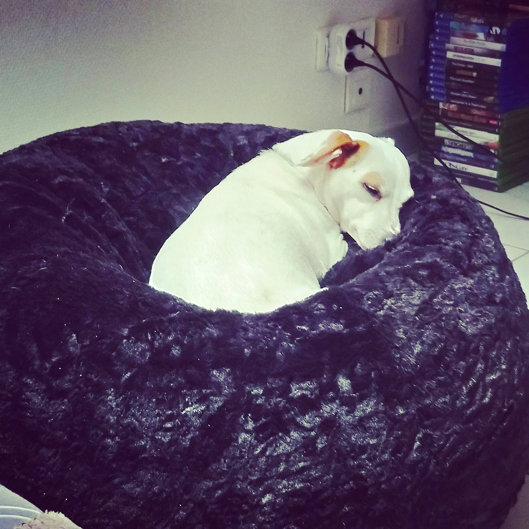 Eve participe au concours pour gagner de l'argent avec cette photo : bean_bag, bean_bag_chair, food, furniture