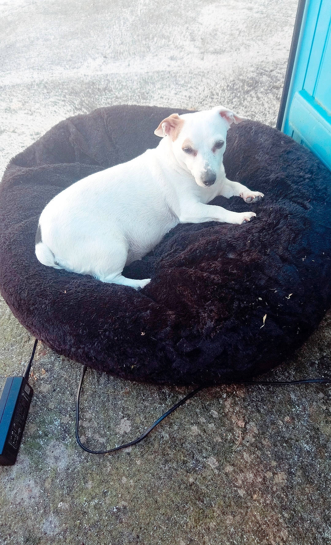 Eve participe au concours pour gagner de l'argent avec cette photo : canidae, carnivore, companion_dog, dog, dog_breed, dogo_argentino, mammal, non_sporting_group, puppy