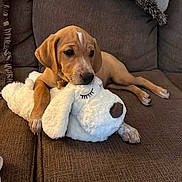 Charlee is registered to the contest to win money with this photo: puppy, dog, stuffed_animal, toy, couch, brown_couch, indoor, pet, cute, relaxed, fur, animal, canine, snuggle, cozy, home, soft_toy, sleepy, brown_fur, domestic_animal