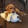 puppy, dog, stuffed_animal, toy, couch, brown_couch, indoor, pet, cute, relaxed, fur, animal, canine, snuggle, cozy, home, soft_toy, sleepy, brown_fur, domestic_animal