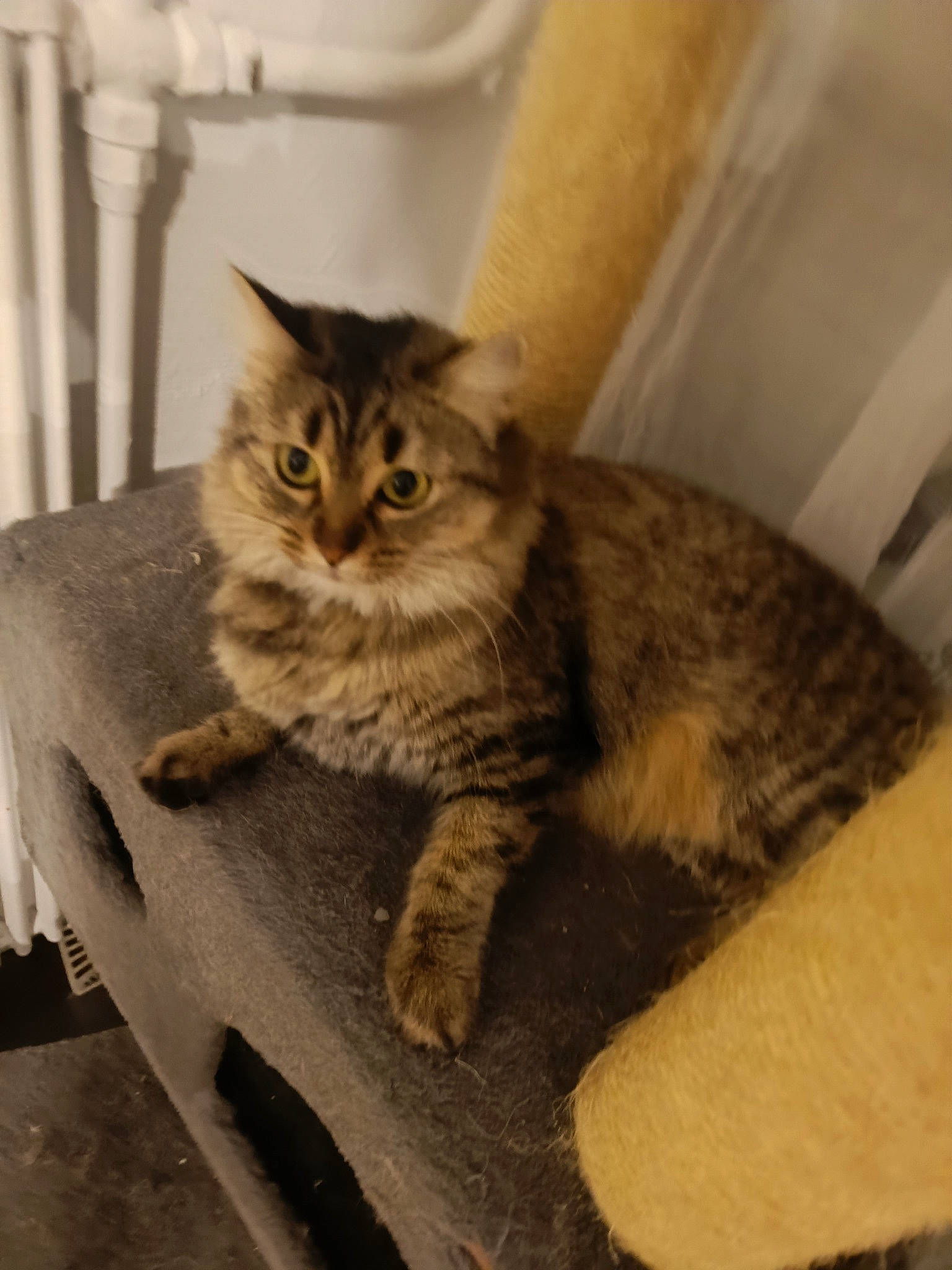 Iris participe au concours pour gagner de l'argent avec cette photo : carnivore, cat, chair, claw, comfort, domestic_short_haired_cat, fawn, felidae, flooring, fur, hardwood, paw, sitting, small_to_medium_sized_cats, snout, tail, terrestrial_animal, whiskers, wood