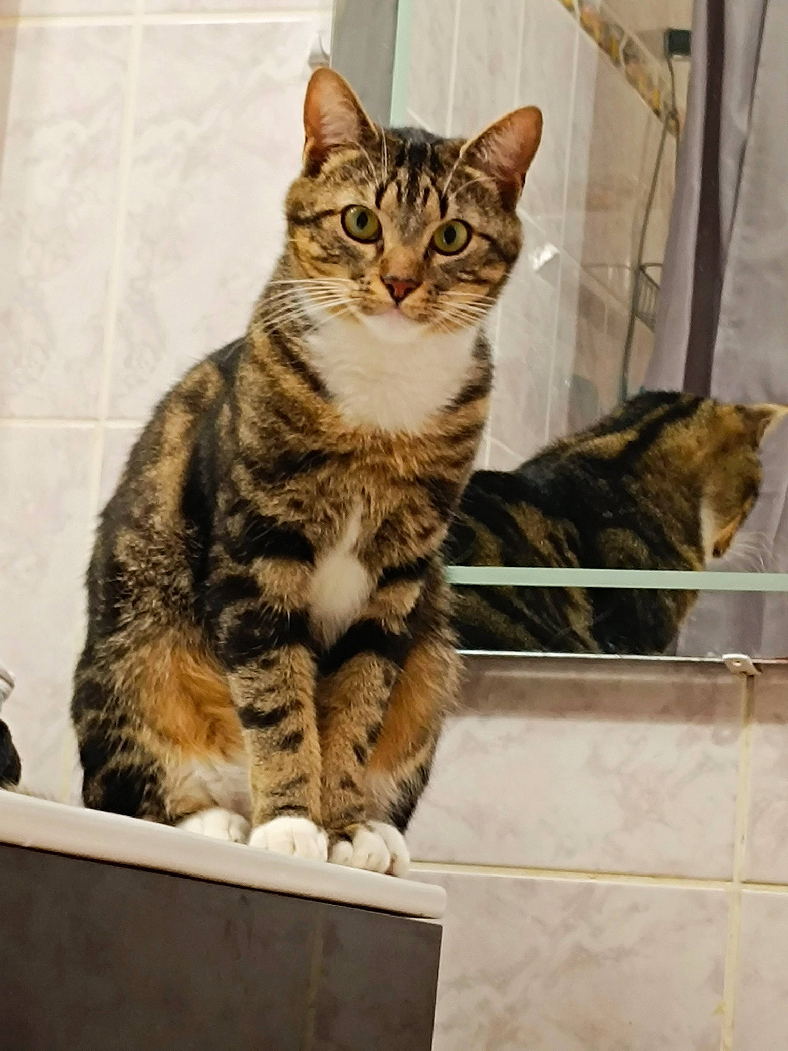 Onyx a rejoint le concours — aidez-le/la à gagner de superbes lots ! carnivore, cat, cat_supply, domestic_short_haired_cat, felidae, fur, paw, pet_supply, small_to_medium_sized_cats, snout, tail, terrestrial_animal, whiskers