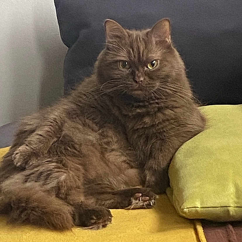 Isis a rejoint le concours — aidez-le/la à gagner de superbes lots ! animal, blanket, brown, cat, couch, cozy, cute, domestic, feline, fluffy, fur, home, indoor, laying, pet, pillow, portrait, relaxed, resting, whiskers