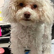 Rosie is registered to the contest to win money with this photo: dog, poodle, white, fluffy, curious, pet, indoor, desk, office, computer, monitor, sign, fur, closeup, animal, cute, face, standing, table, background