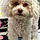 Rosie