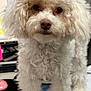dog, poodle, white, fluffy, curious, pet, indoor, desk, office, computer, monitor, sign, fur, closeup, animal, cute, face, standing, table, background