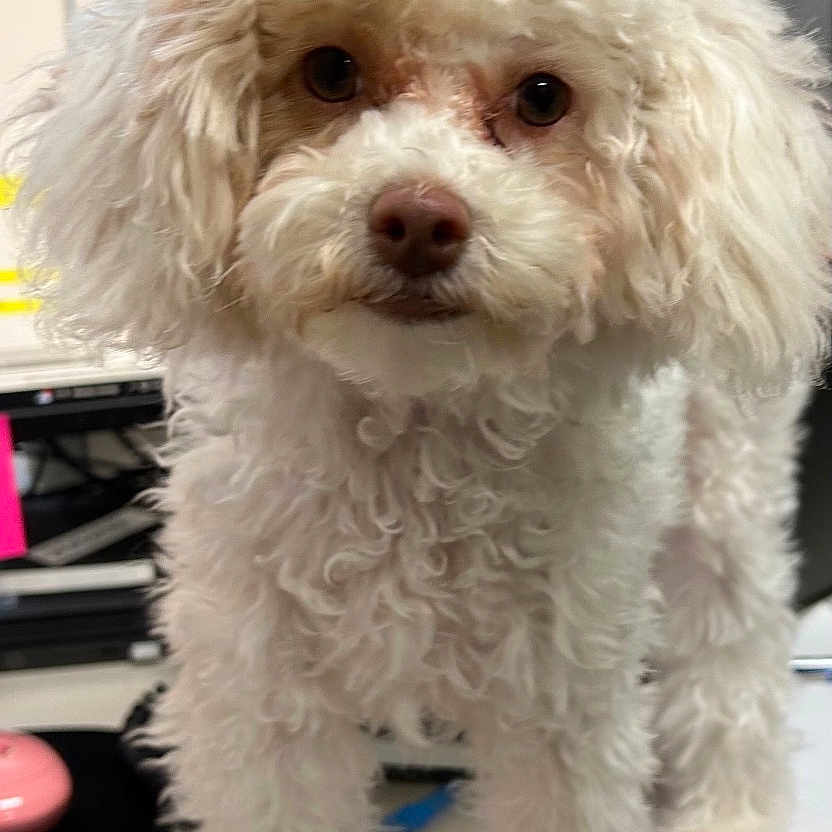 Rosie is registered to the contest to win money with this photo: animal, background, closeup, computer, curious, cute, desk, dog, face, fluffy, fur, indoor, monitor, office, pet, poodle, sign, standing, table, white