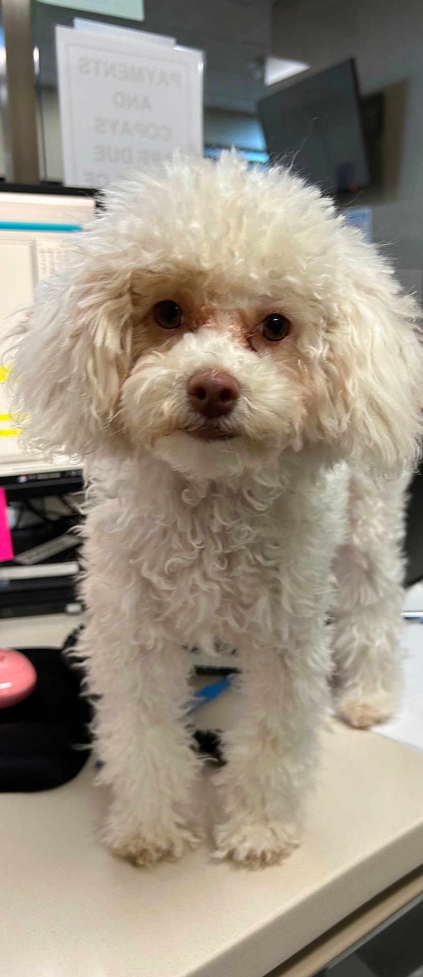 Rosie