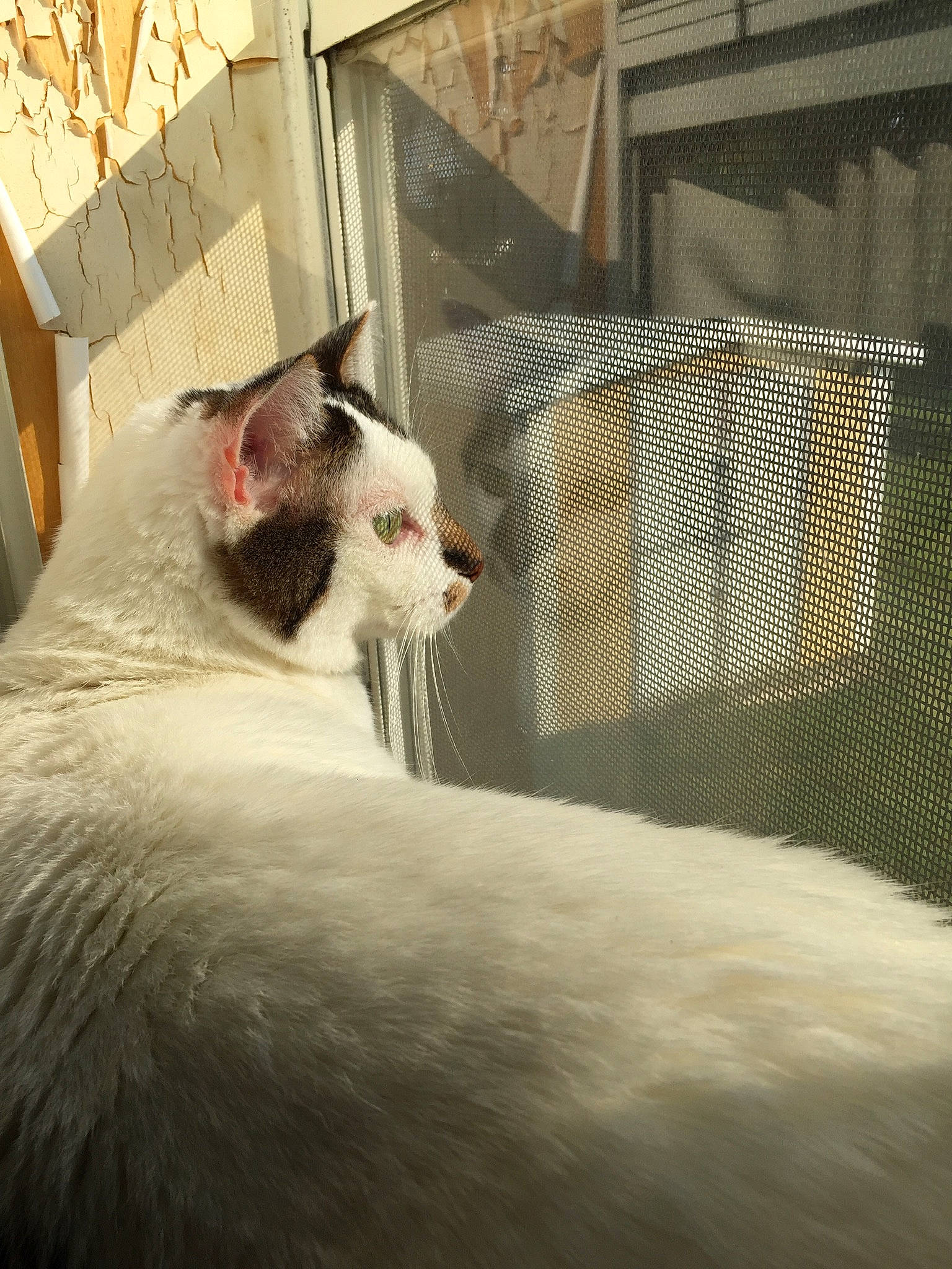 Mr. Trump is registered to the contest to win money with this photo: carnivore, cat, comfort, darkness, domestic_short_haired_cat, felidae, fur, mammal, metal, small_to_medium_sized_cats, snout, tail, terrestrial_animal, tints_and_shades, vertebrate, whiskers, window, wood