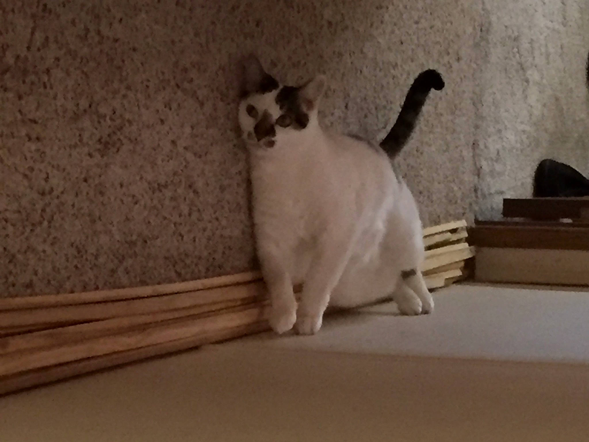 Mr. Trump joined the competition — help win amazing prizes! balinese, birman, carnivore, cat, comfort, domestic_short_haired_cat, fang, felidae, flooring, fur, hardwood, paw, siamese, small_to_medium_sized_cats, snout, tail, terrestrial_animal, thai, whiskers, wood