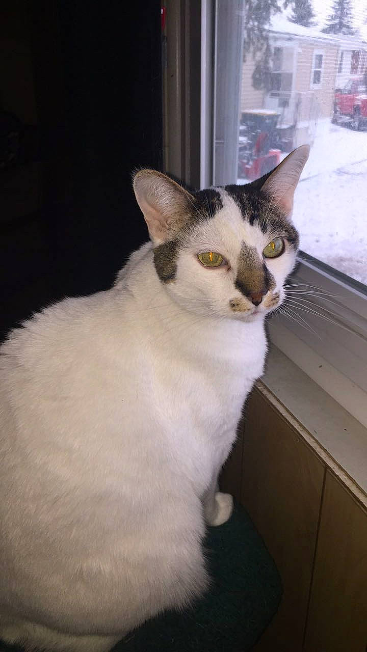 Mr. Trump is registered to the contest to win money with this photo: carnivore, cat, computer_keyboard, domestic_short_haired_cat, door, felidae, fur, small_to_medium_sized_cats, snow, tail, whiskers, window