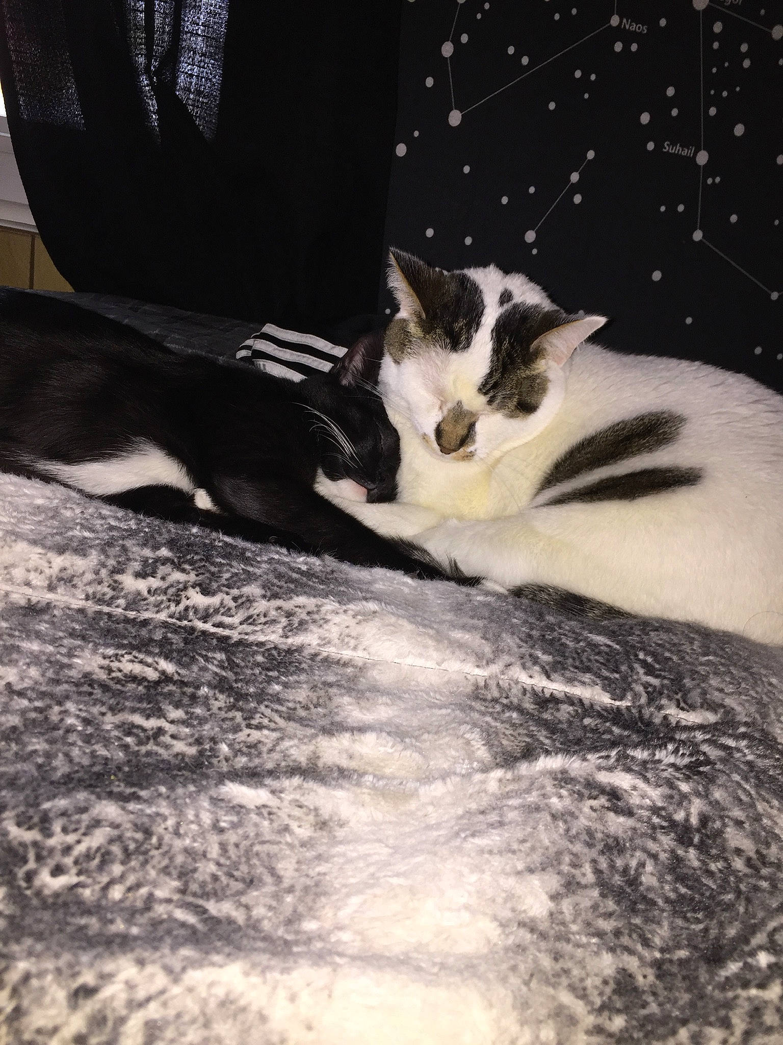 Mr. Trump is registered to the contest to win money with this photo: automotive_tire, carnivore, cat, cloud, domestic_short_haired_cat, felidae, flooring, fur, human_leg, monochrome_photography, paw, plant, sky, small_to_medium_sized_cats, snout, tail, tints_and_shades, tree, whiskers, wood