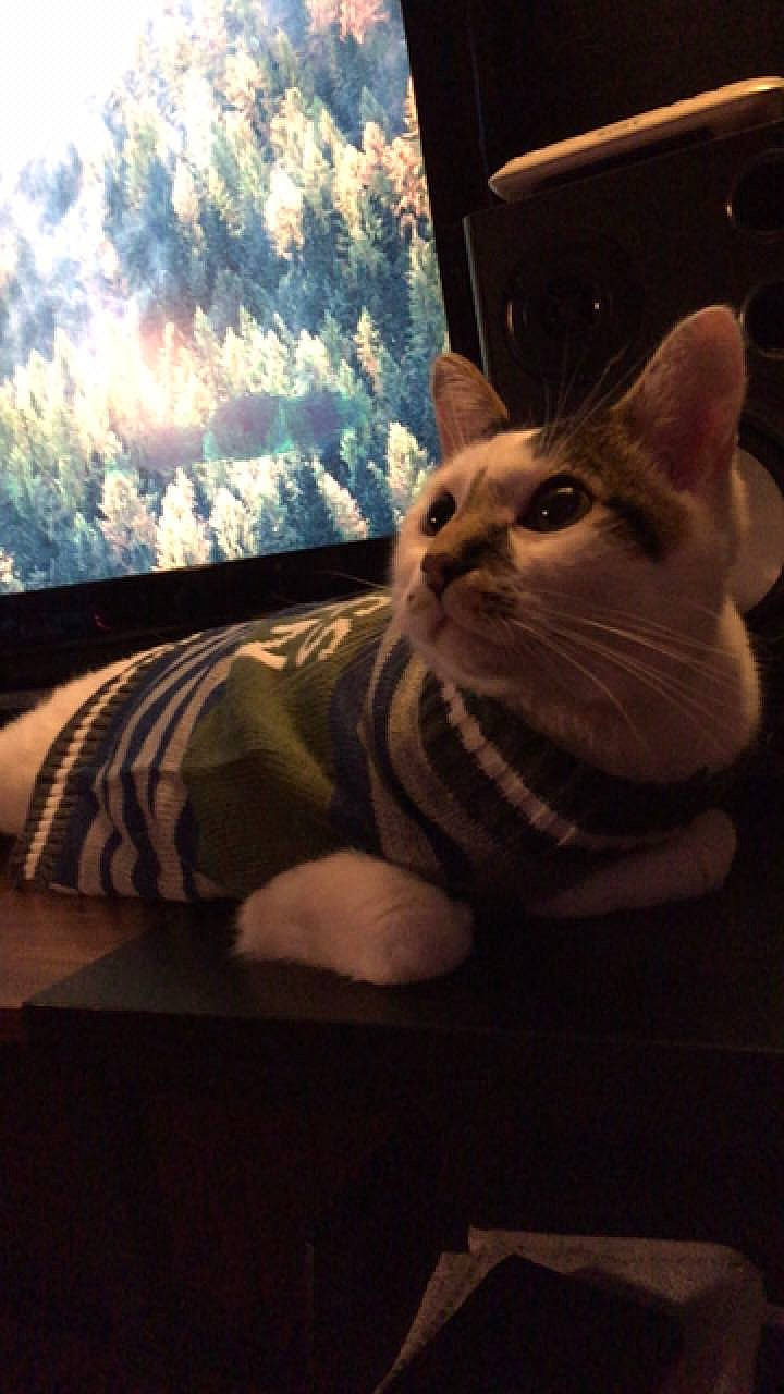 Mr. Trump is registered to the contest to win money with this photo: carnivore, cat, comfort, darkness, display_device, domestic_short_haired_cat, eye, fawn, felidae, fur, night, paw, room, small_to_medium_sized_cats, snout, tail, tints_and_shades, whiskers, window, wood