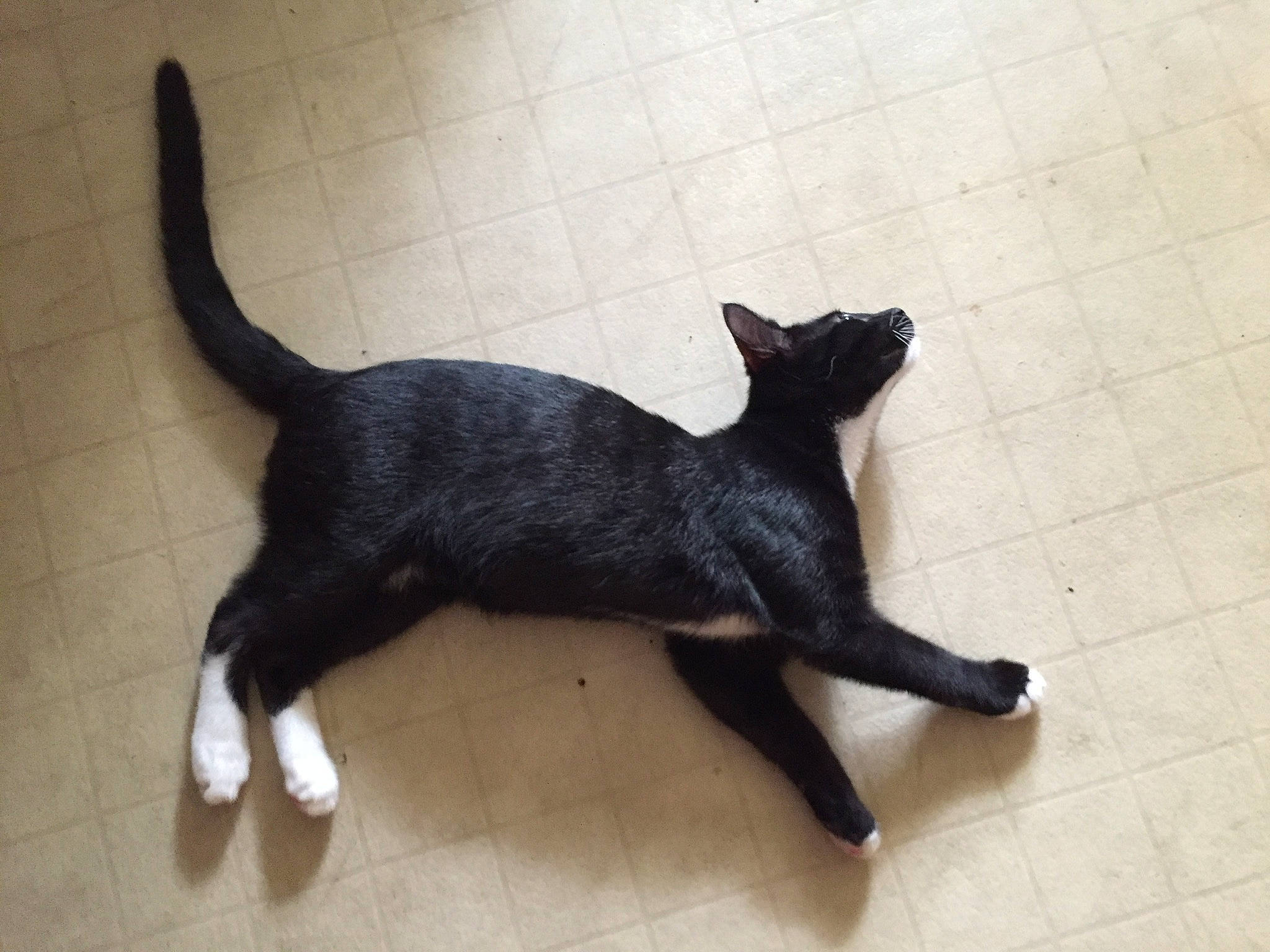 Popo is registered to the contest to win money with this photo: black_cat, bombay, canidae, carnivore, cat, claw, dog_breed, domestic_short_haired_cat, felidae, flooring, fur, paw, shadow, small_to_medium_sized_cats, sporting_group, tail, terrestrial_animal, whiskers